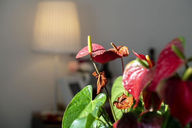 Indoor plants to improve rest