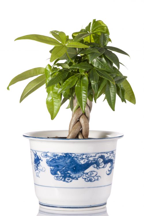 How to choose the best feng shui plants