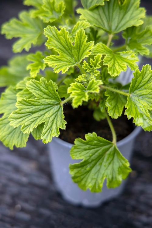 25 anti-mosquito plants to drive away annoying bugs