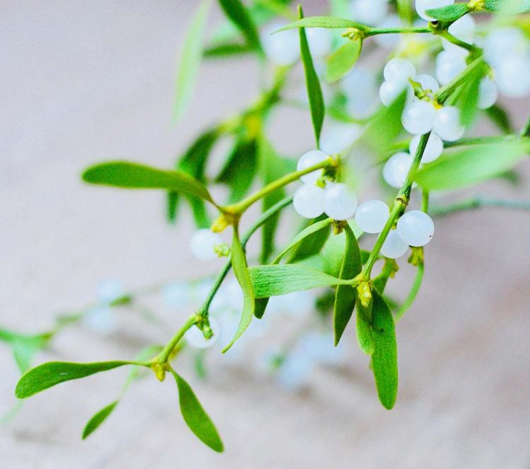 What other plants can help you give a Christmas air in other corners of the house?