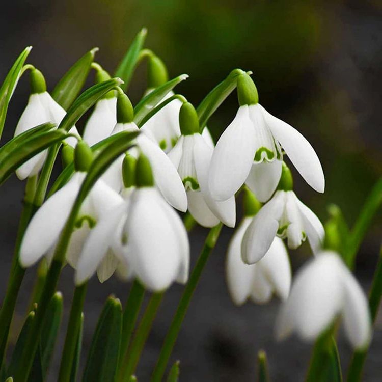 What other plants can help you give a Christmas air in other corners of the house?