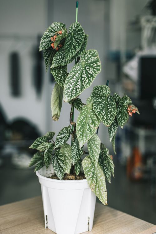 Complications when caring for plants
