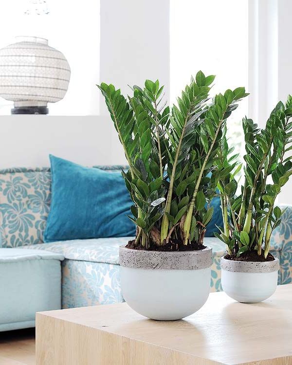 These are some of the large plants that you can put inside the house: