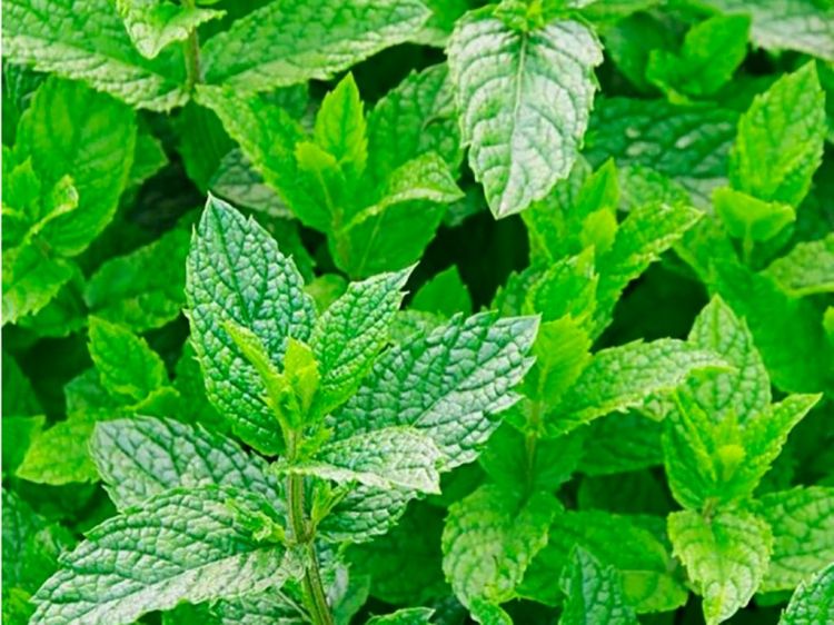25 anti-mosquito plants to drive away annoying bugs