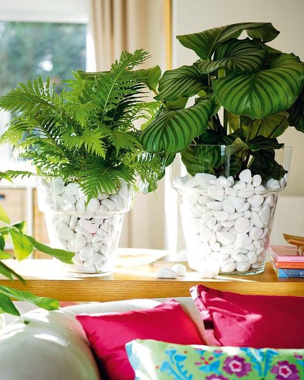 Decorate personal spaces with plants