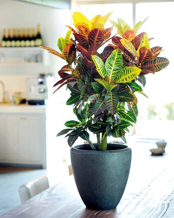 These are some of the large plants that you can put inside the house: