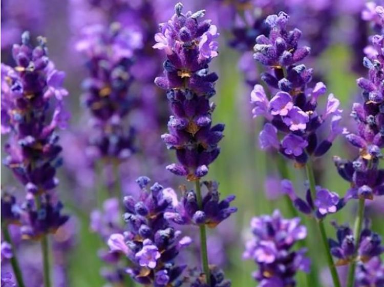 25 anti-mosquito plants to drive away annoying bugs