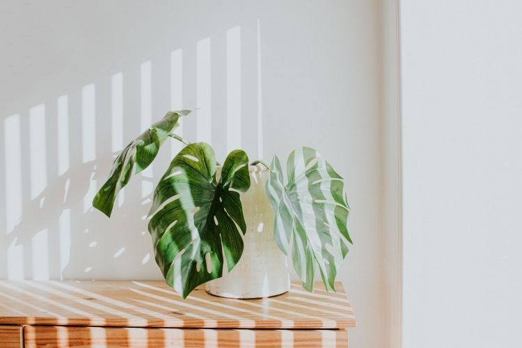 Indoor plants to improve rest