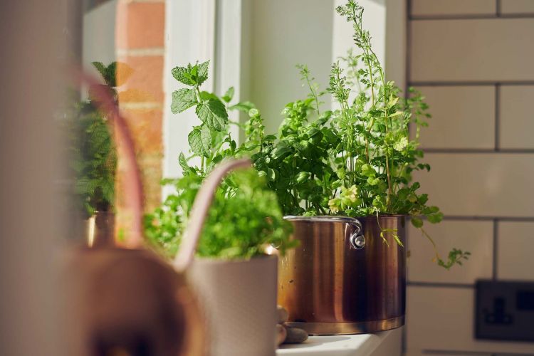 25 anti-mosquito plants to drive away annoying bugs