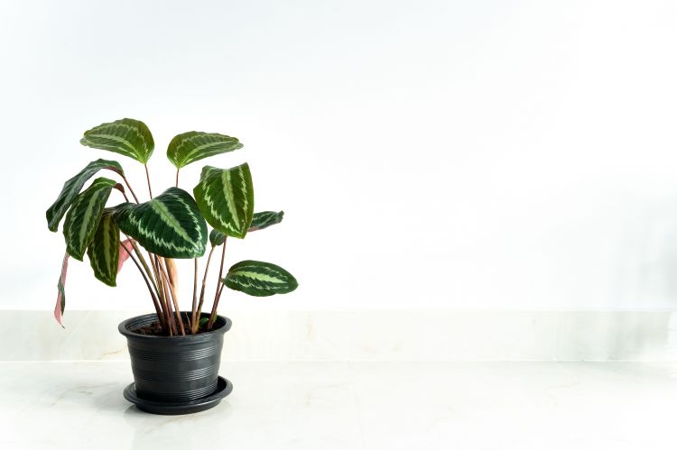 How to choose the best feng shui plants