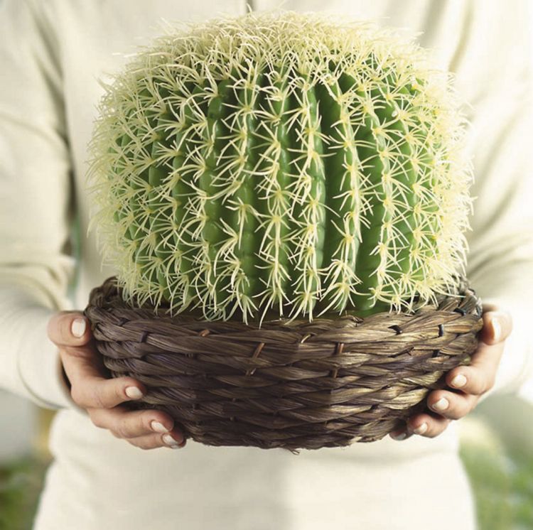 cacti flower