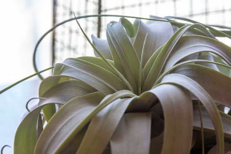 Indoor plants to improve rest