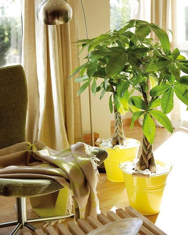 Decorate personal spaces with plants