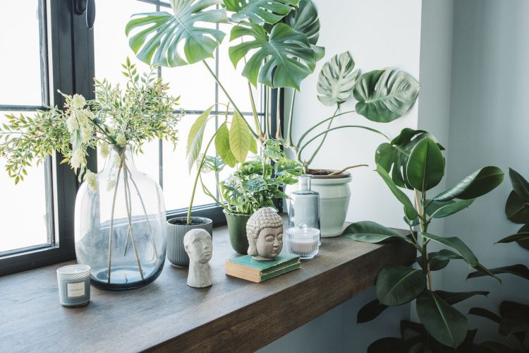 Decorate personal spaces with plants