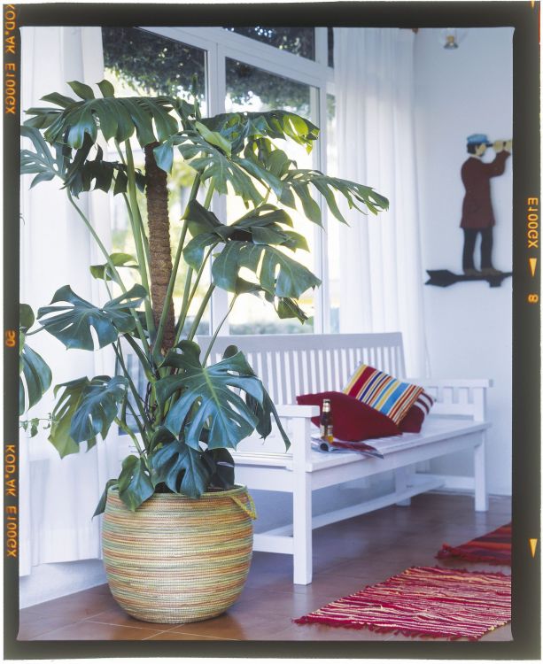 These are some of the large plants that you can put inside the house: