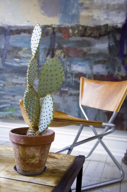 cacti flower