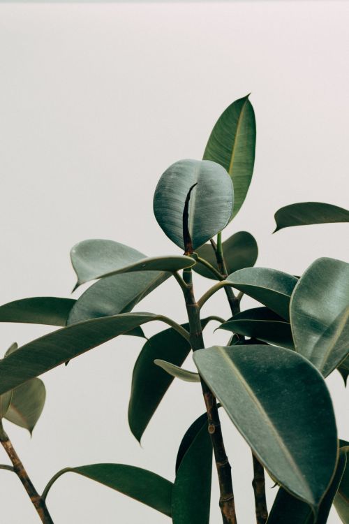 How to choose the best feng shui plants