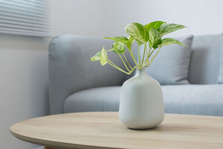 How to choose the best feng shui plants