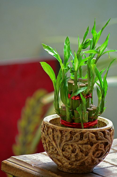 Indoor plants to improve rest