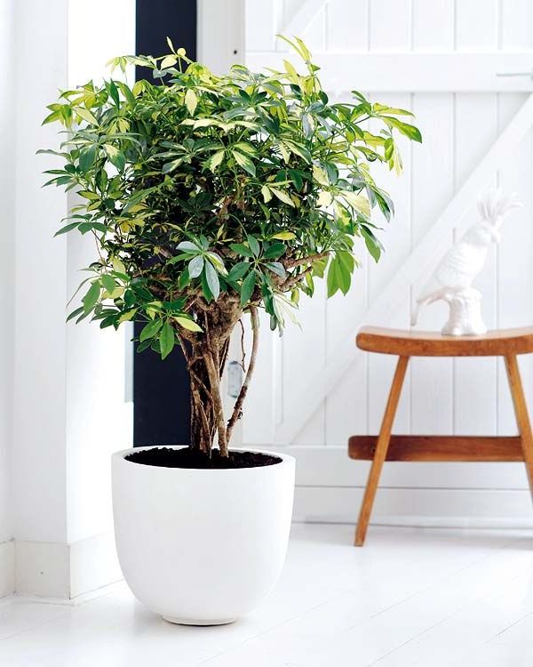 These are some of the large plants that you can put inside the house: