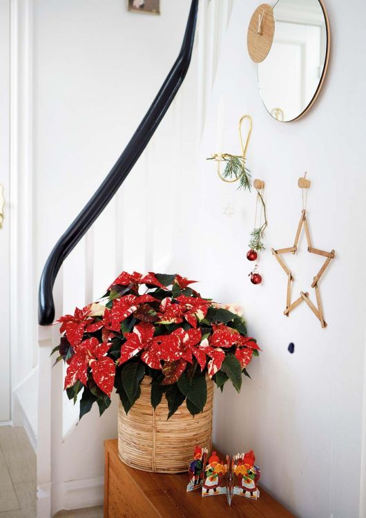 What other plants can help you give a Christmas air in other corners of the house?