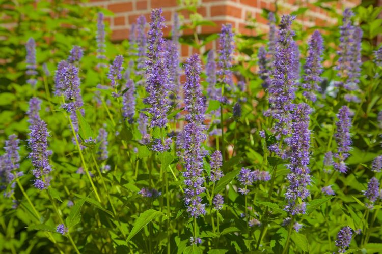 25 anti-mosquito plants to drive away annoying bugs