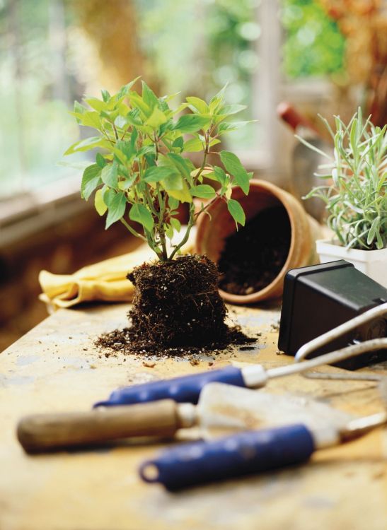 How to revive a dry, drowned or diseased plant