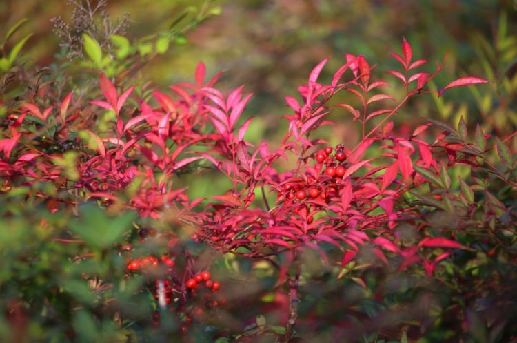 What other plants can help you give a Christmas air in other corners of the house?