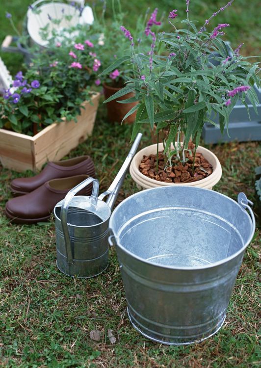 How to revive a dry, drowned or diseased plant