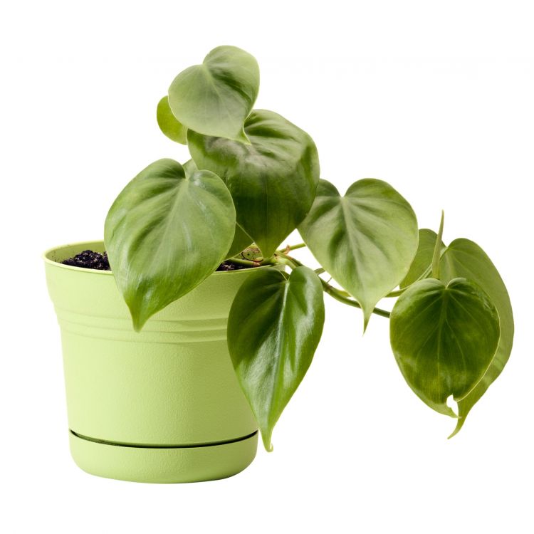 How to choose the best feng shui plants