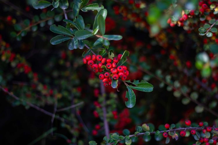 What other plants can help you give a Christmas air in other corners of the house?