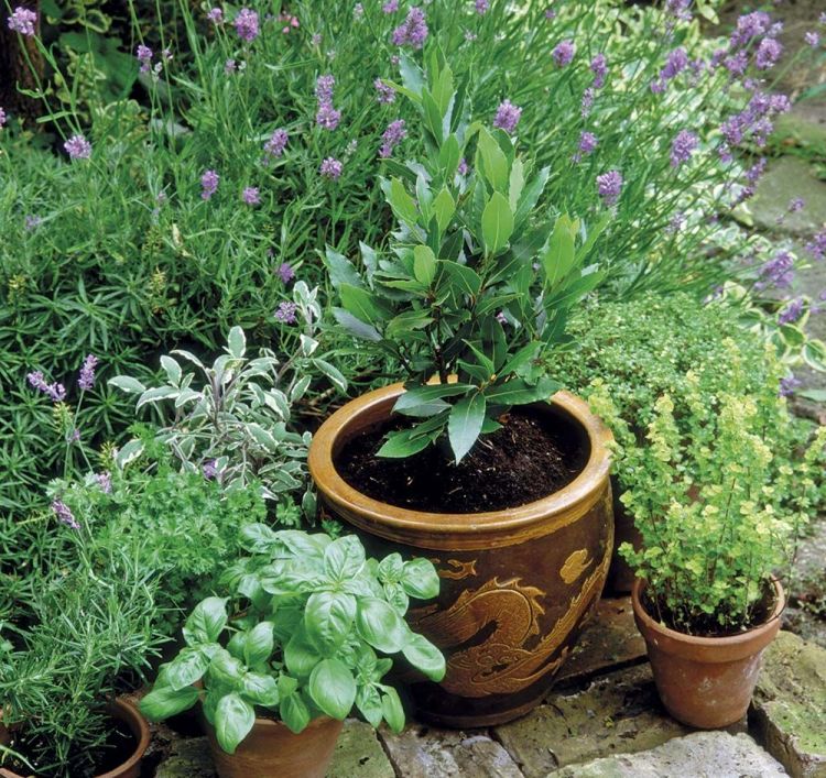 25 anti-mosquito plants to drive away annoying bugs