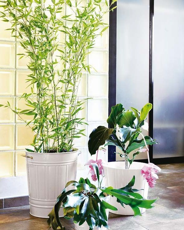 These are some of the large plants that you can put inside the house: