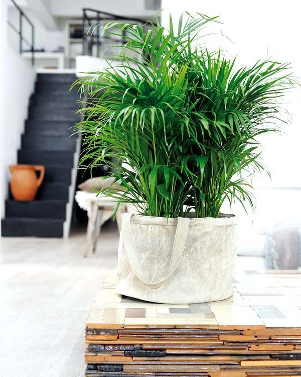 These are some of the large plants that you can put inside the house: