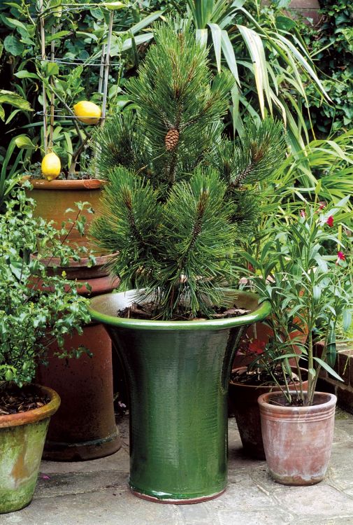 What other plants can help you give a Christmas air in other corners of the house?