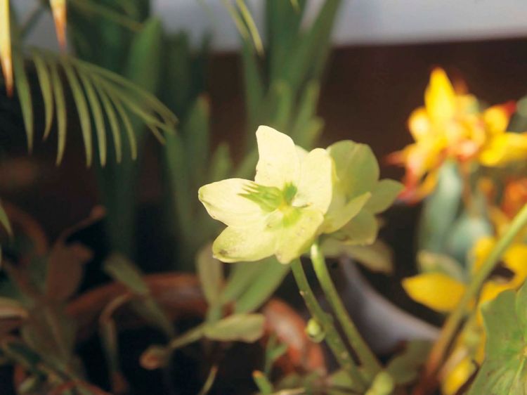 What other plants can help you give a Christmas air in other corners of the house?