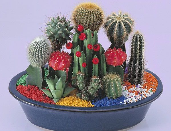 cacti flower