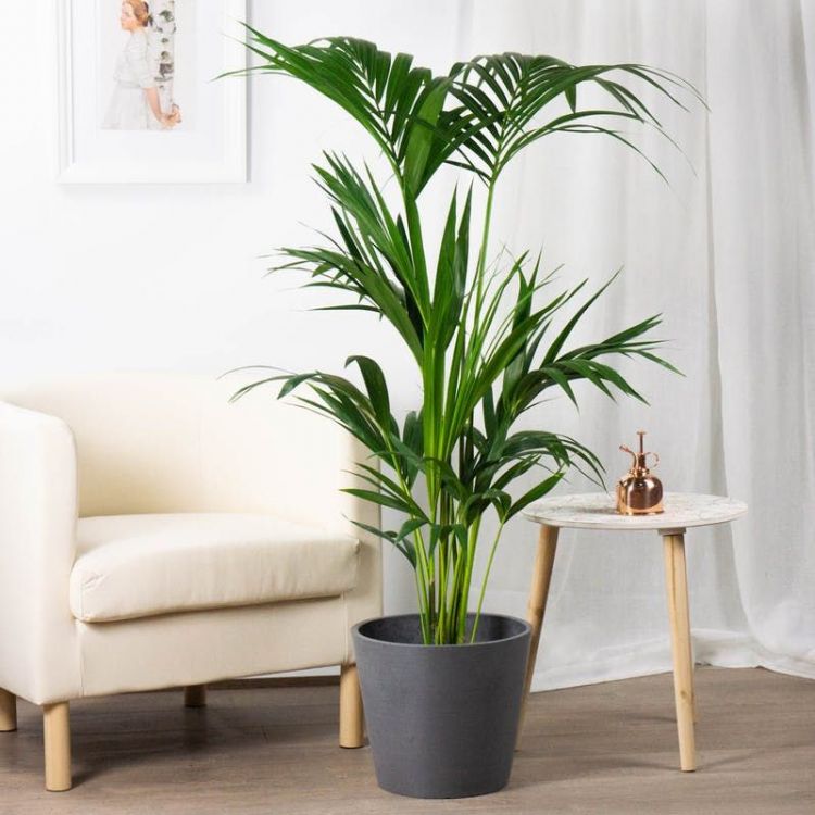 These are some of the large plants that you can put inside the house: