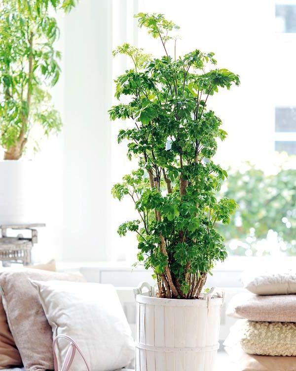 These are some of the large plants that you can put inside the house: