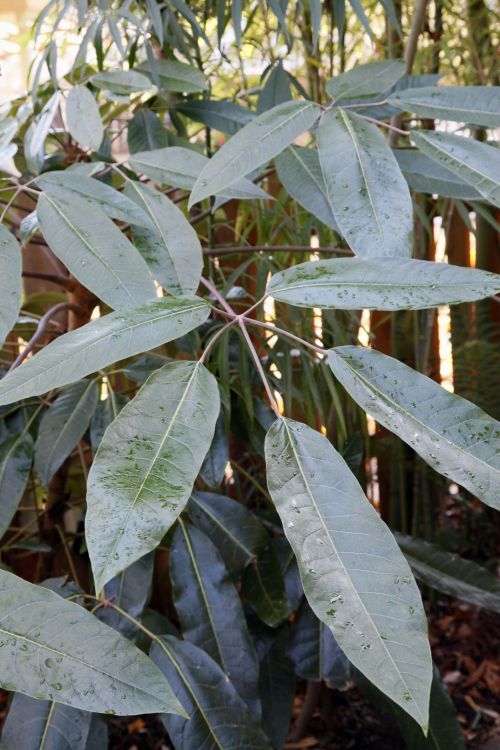 Planters and trellising