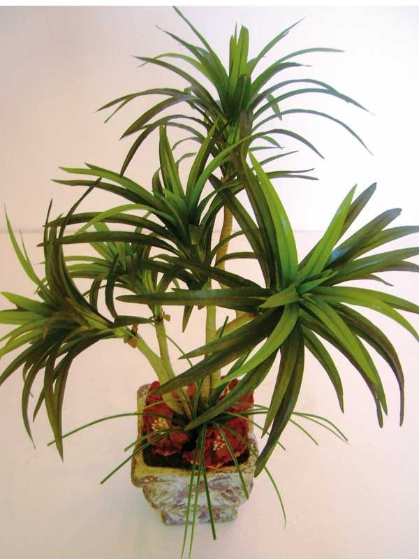 These are some of the large plants that you can put inside the house: