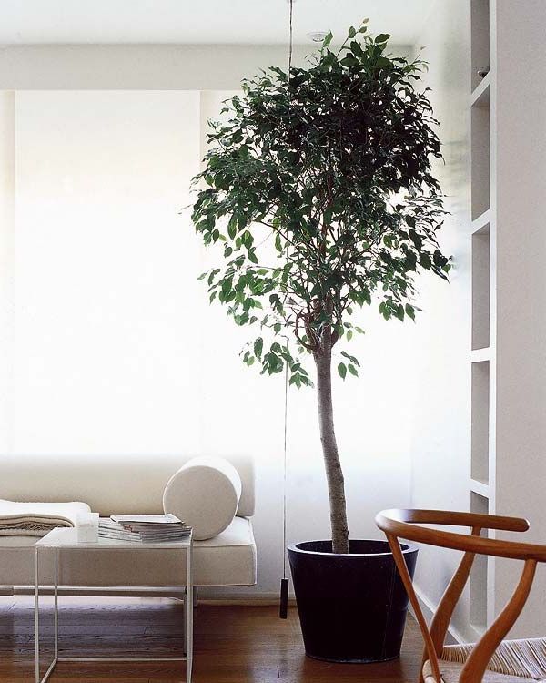 These are some of the large plants that you can put inside the house: