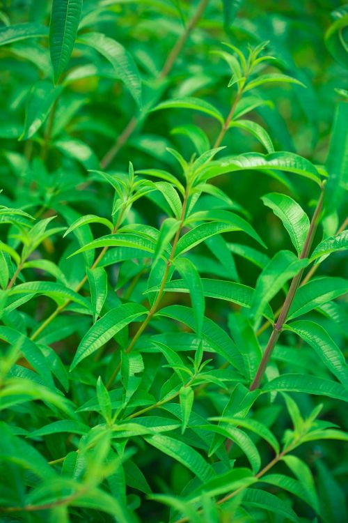 25 anti-mosquito plants to drive away annoying bugs