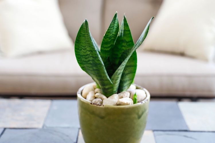 Indoor plants to improve rest