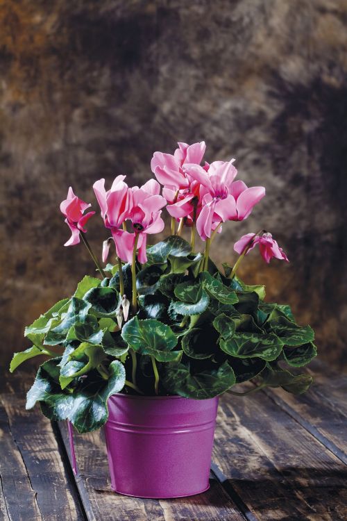 What other plants can help you give a Christmas air in other corners of the house?