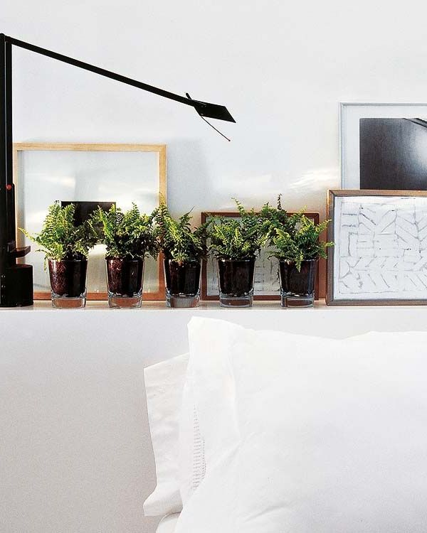 Decorate personal spaces with plants