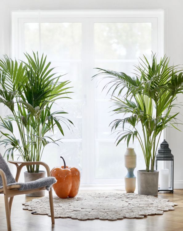 Indoor plants to improve rest