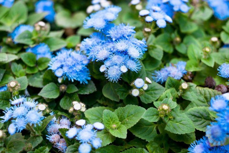 25 anti-mosquito plants to drive away annoying bugs