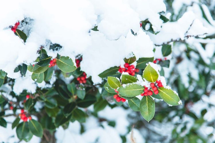 What other plants can help you give a Christmas air in other corners of the house?