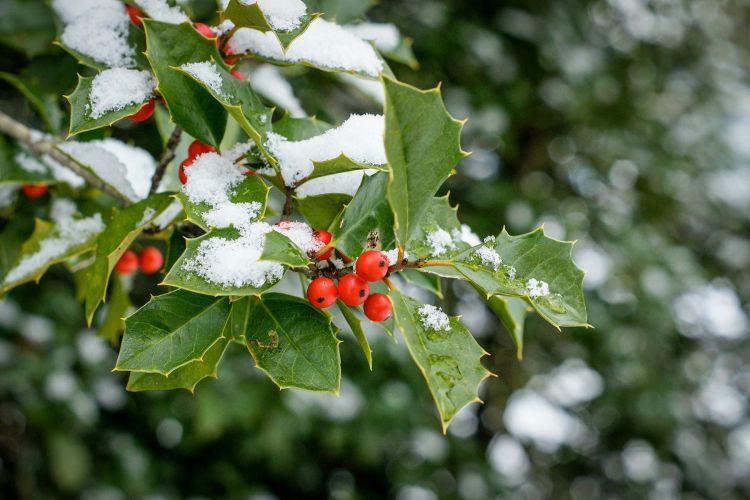 What other plants can help you give a Christmas air in other corners of the house?